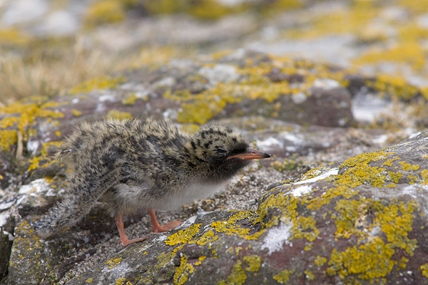 Arctic Tern chick. Jun '10.