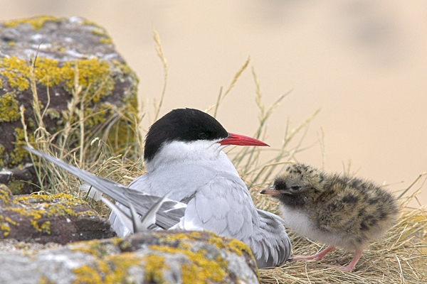 Arctic Tern on nest with chick. Jun '10.
