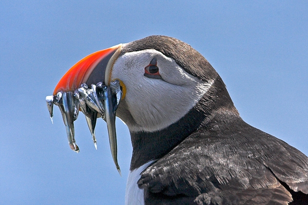 Puffin with sandeels,close up.Jul '10.