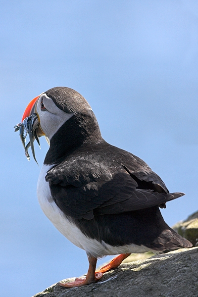 Puffin with sandeels,backside view. Jul '10.