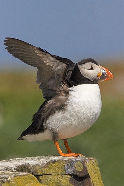 Puffin with raised wings. Jul '10.