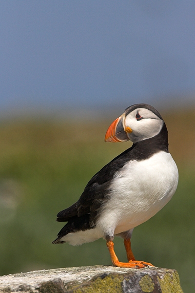 Puffin,looking back. Jul '10.