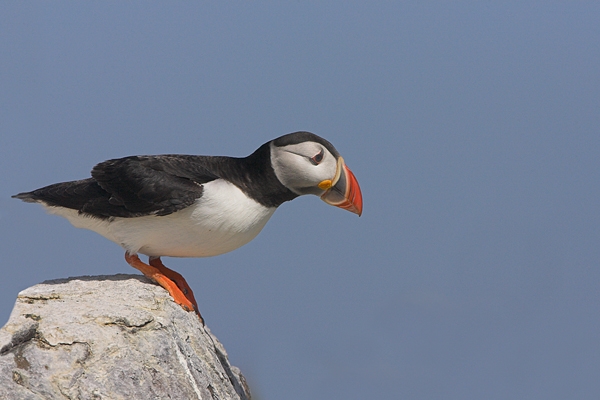 Puffin,about to take off.2. Jul '10.