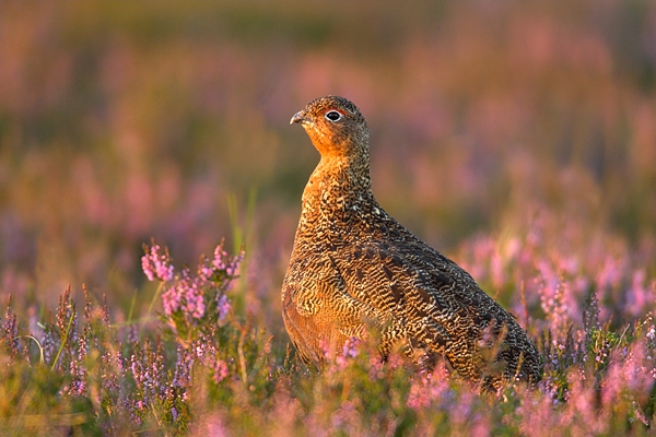 Red Grouse in heather 9. Aug '10.
