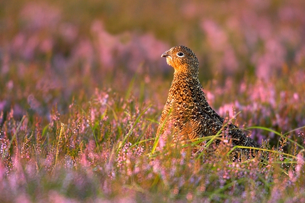 Red Grouse in heather 11. Aug '10.