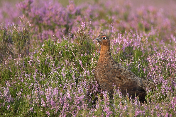 Red Grouse.a/m 1. Aug '10.