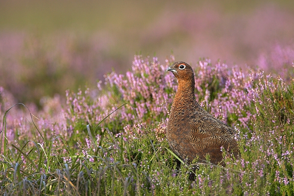 Red Grouse.a/m.2. Aug '10.