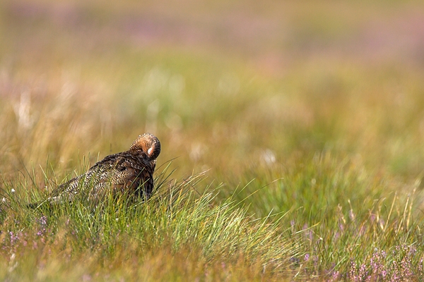 Red Grouse.a/m 6. Aug '10.