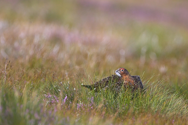 Red Grouse.a/m 8. Aug '10.
