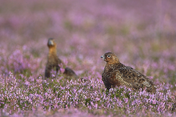 Red Grouse.a/m 9. Aug '10.