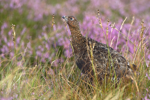 Red Grouse.a/m 10. Aug '10.