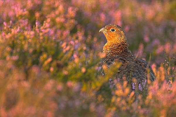 10. Red Grouse in heather. Sept '10.