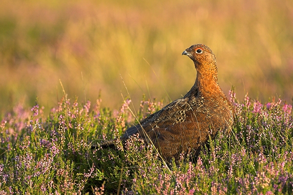 6. Red Grouse,looking back,in heather. Sept '10.