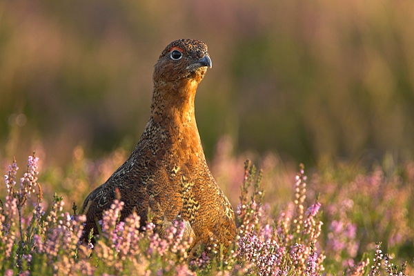 2. Red Grouse,close up,in heather. Sept '10.