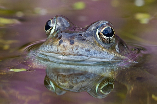 Common Frog. Mar '20.