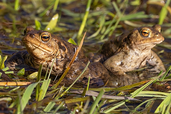 2 Toads. Mar. '23.