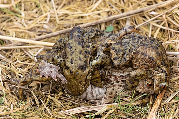 Ball of toads on land. Mar. '23.