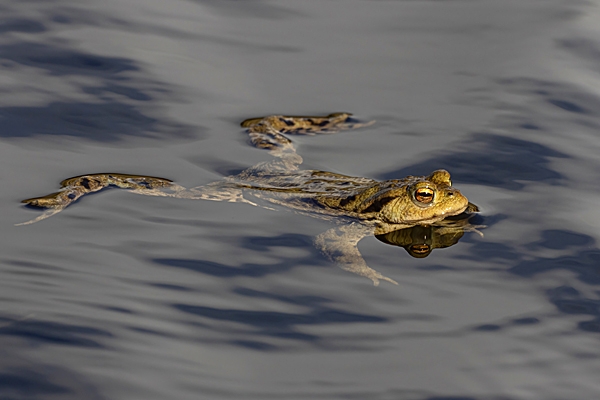 Toad swimming. Mar. '23.