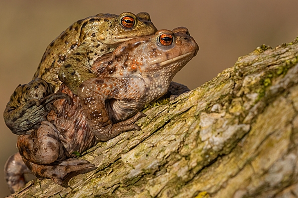 Toads paired on wood. Mar. '23.