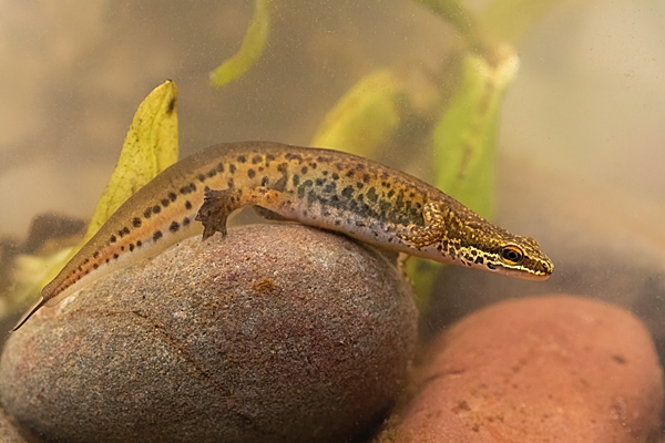 Male Palmate Newt. Apr. '23.