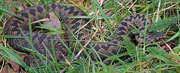 Male Adder. Mar. '24.