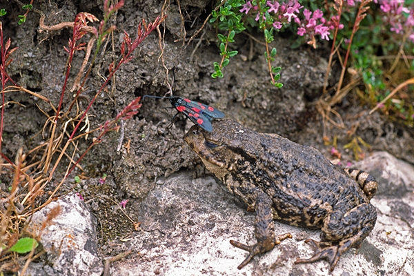 Toad with Burnet Moth.