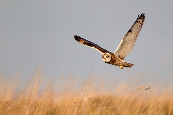 Short Eared Owl,quartering. Winter '12.