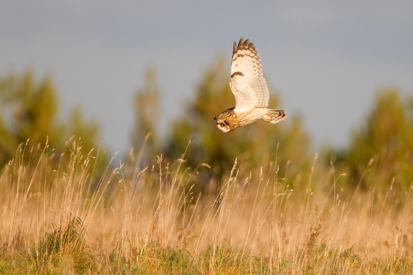 Short Eared Owl,hovering. Winter '12.