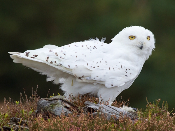 Snowy Owl on stump in heather 4. Oct. '13.