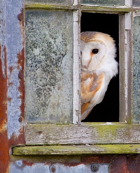 Barn Owl in window 2. Oct. '14.