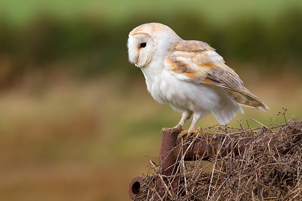 Barn Owl on iron gate 2. Oct.'14.