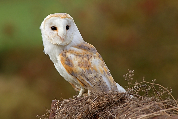 Barn Owl on gate 1. Oct. '14.