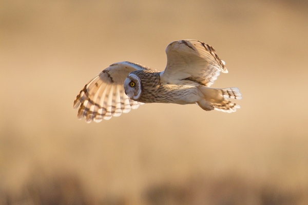 Short Eared Owl in flight 4. Apr. '15.