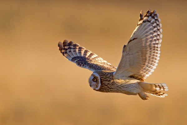 Short Eared Owl in flight 1. Apr. '15.