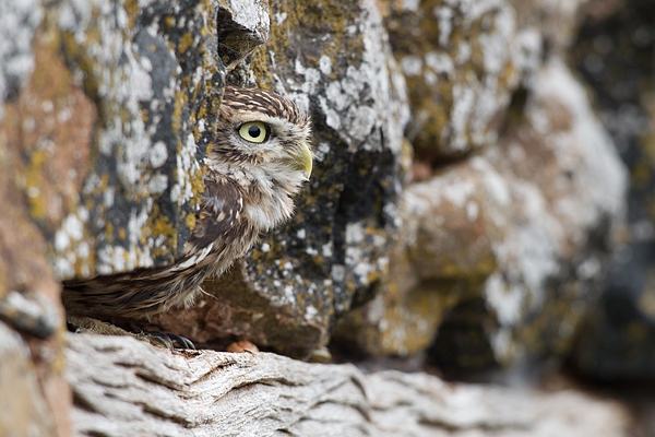 Little Owl in wall. Oct. '15.