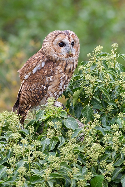 Tawny in ivy 2. Oct. '15.