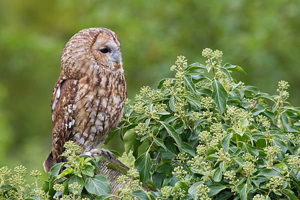 Tawny in ivy 1. Oct. '15.