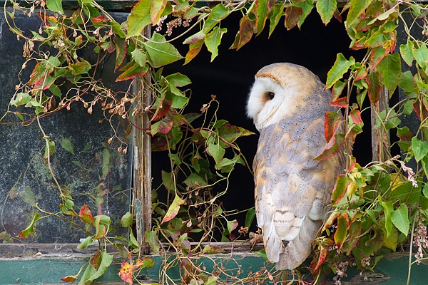 Barn Owl in leaf framed window 3. Oct. '15.