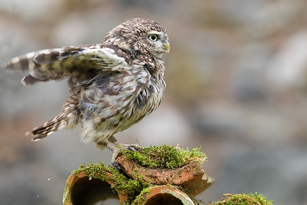 Little Owl on clay pipes 2. Oct. '15.