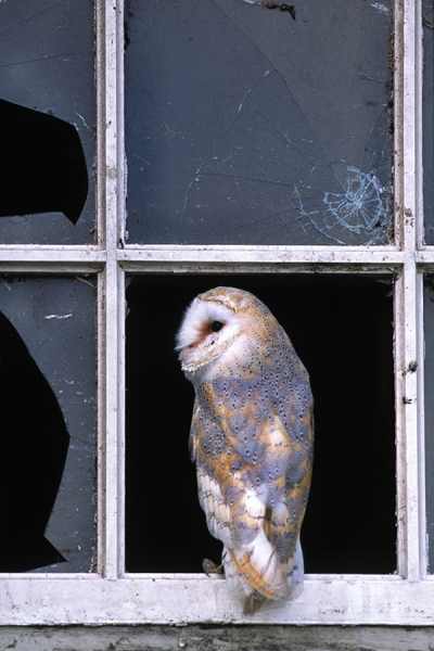 Barn Owl in window.