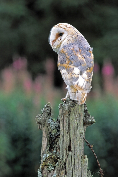 Barn Owl on barbed wire post.