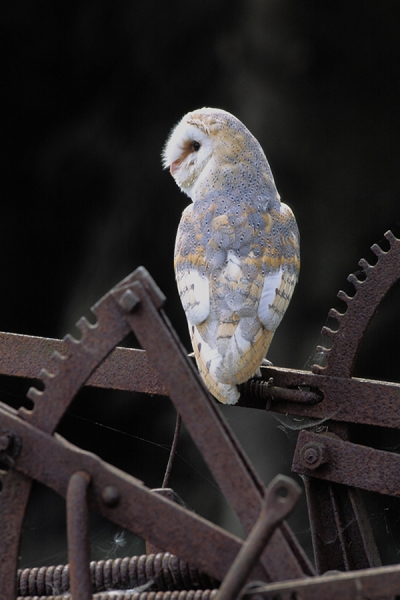 Barn Owl on old plough.