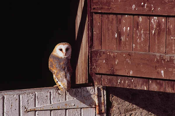 Barn Owl on stable door.