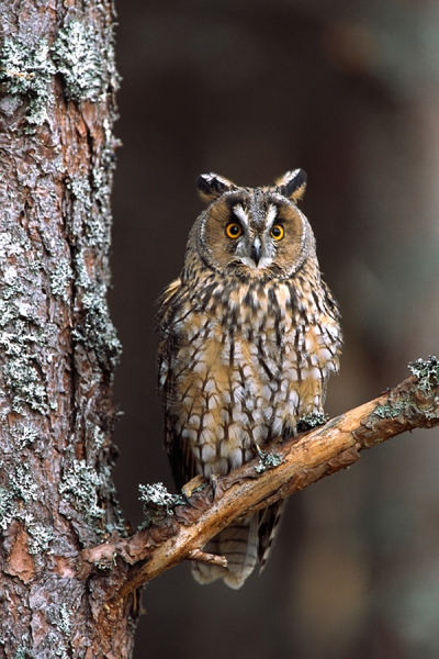 Long Eared Owl on pine branch.