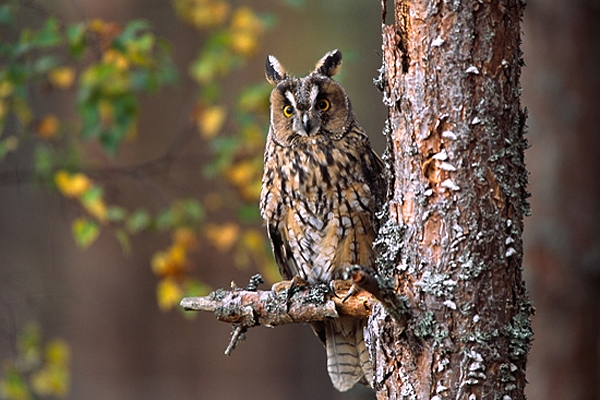 Long Eared Owl on pine.