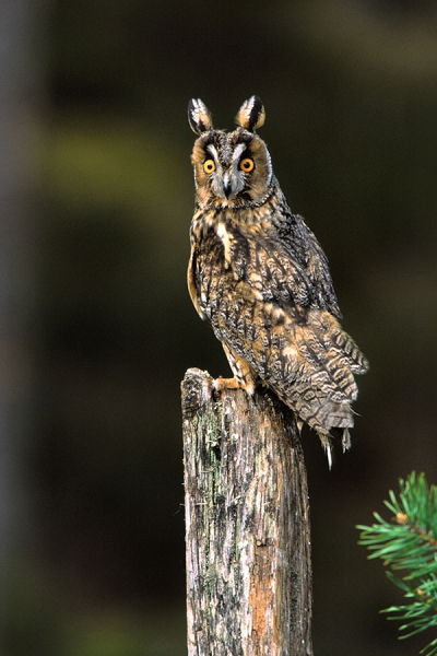 Long Eared Owl on post.