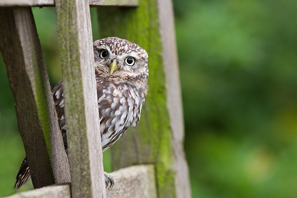 Little Owl on gate. Sept. '16.