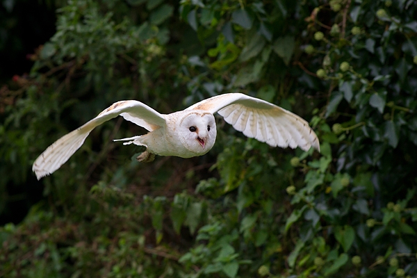 Barn Owl in flight 2. Sept. '16.