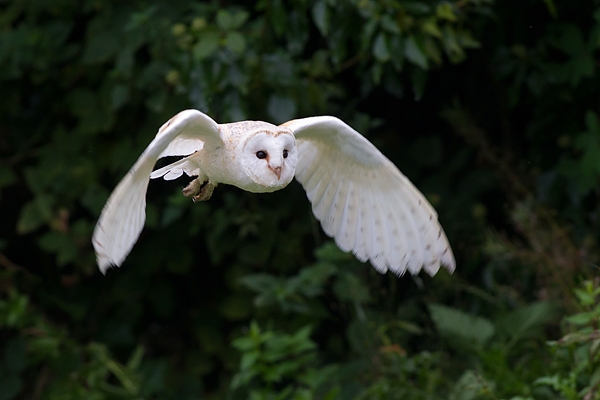 Barn Owl in flight 1. Sept. '16.