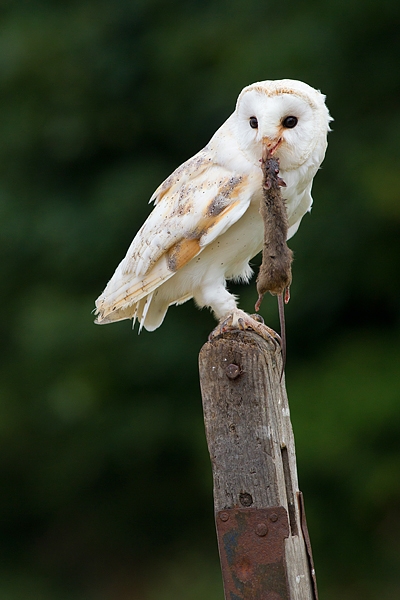 Barn Owl with mouse in beak 4. Sept. '16.